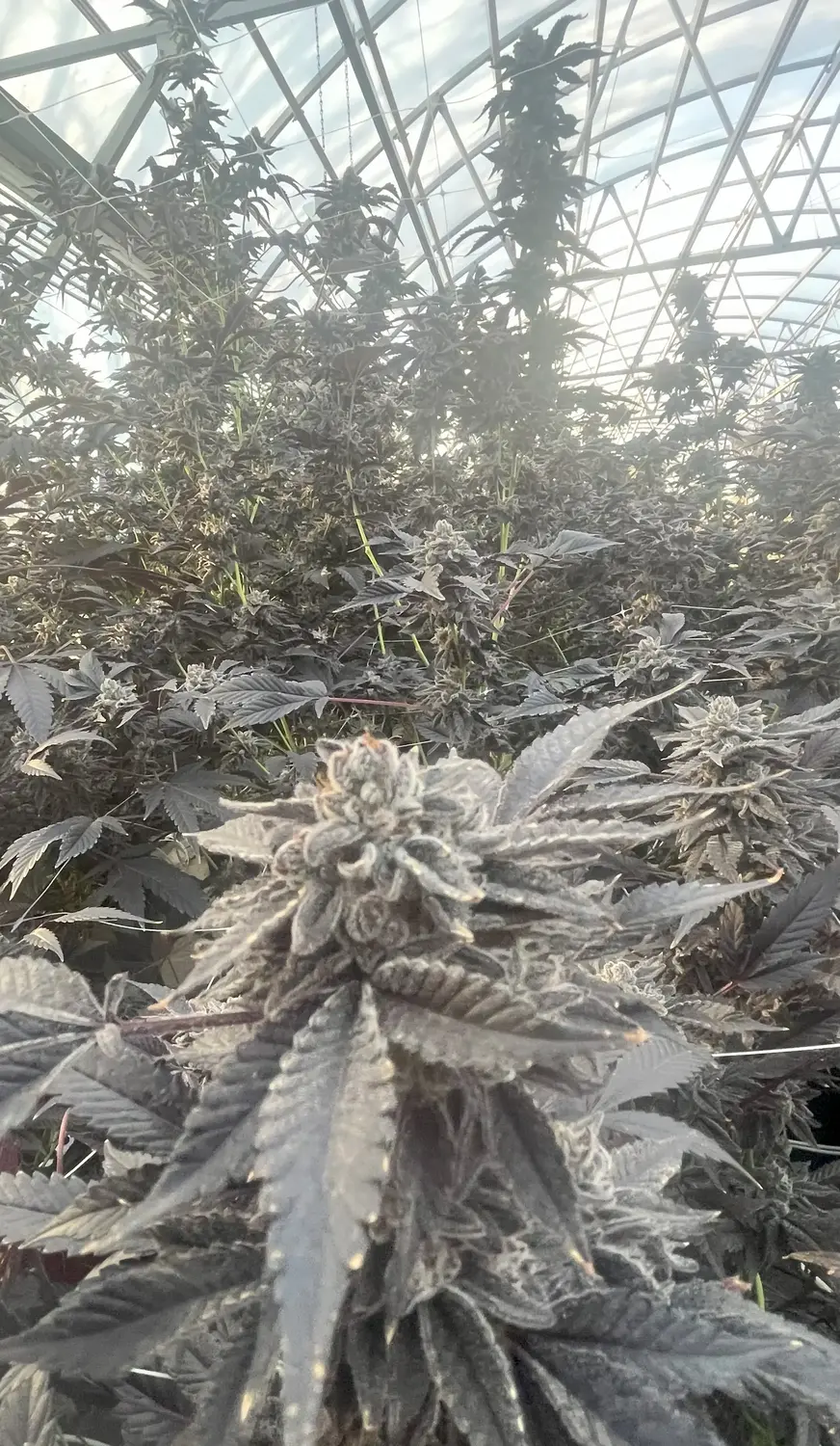 CWNF Buds 1