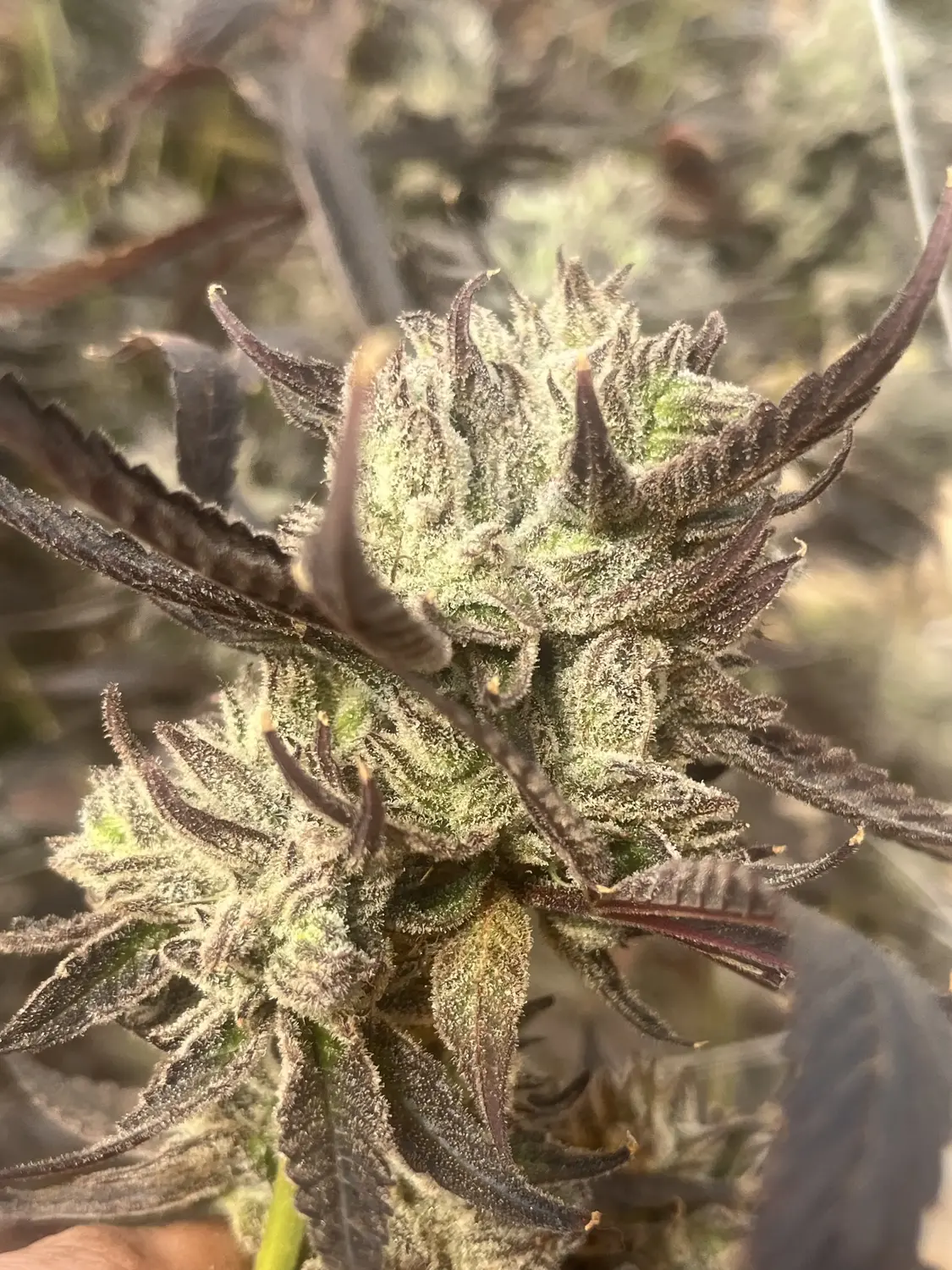 CWNF Buds 10