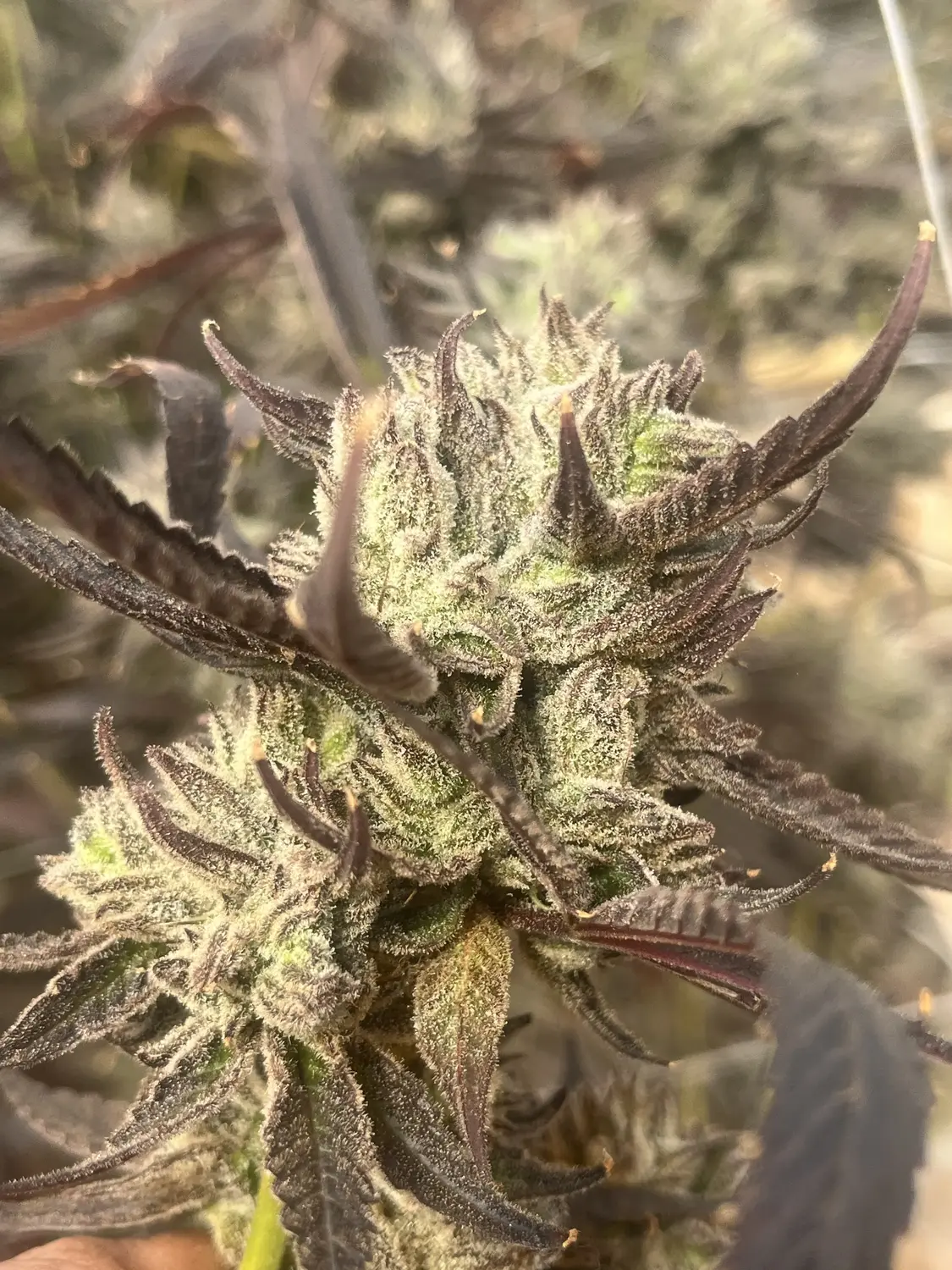 CWNF Buds 11