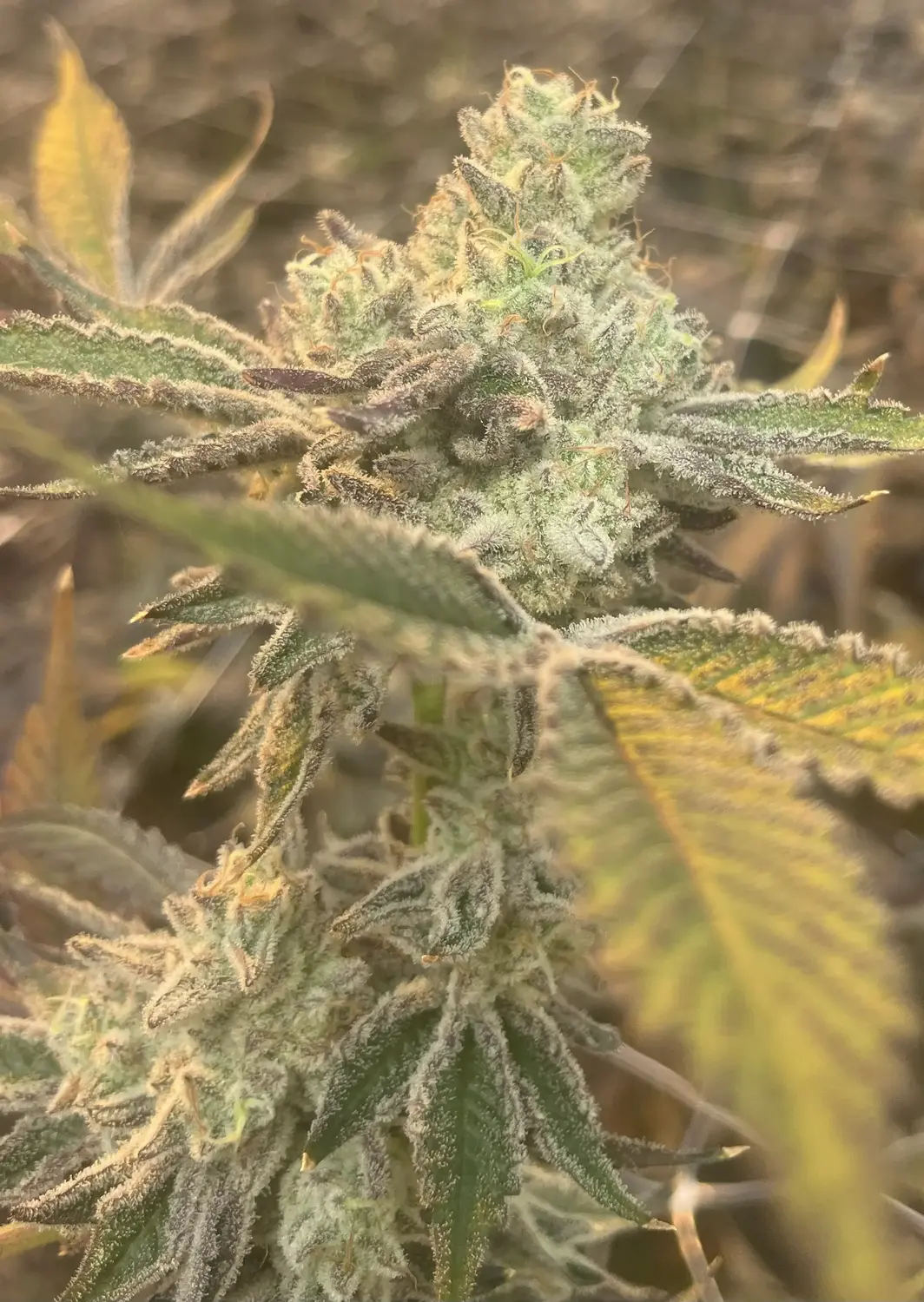 CWNF Buds 12