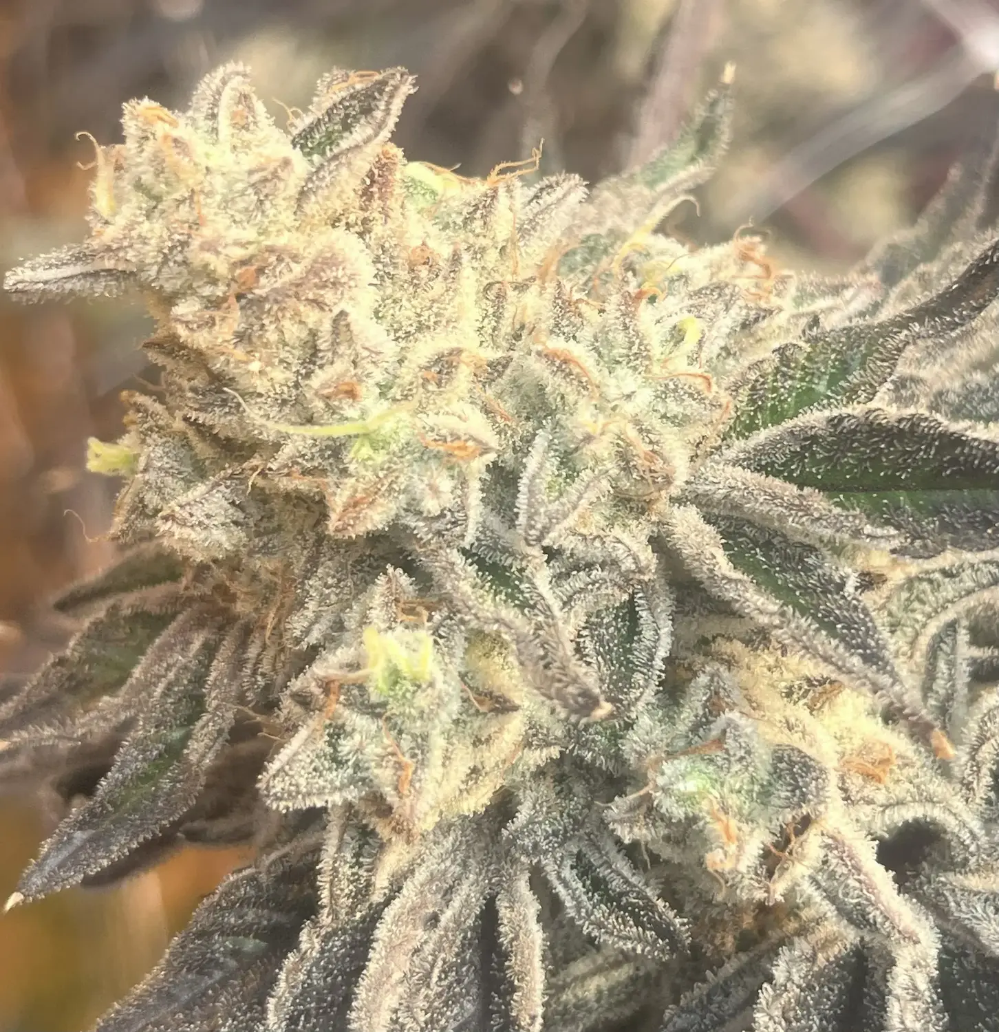 CWNF Buds 13
