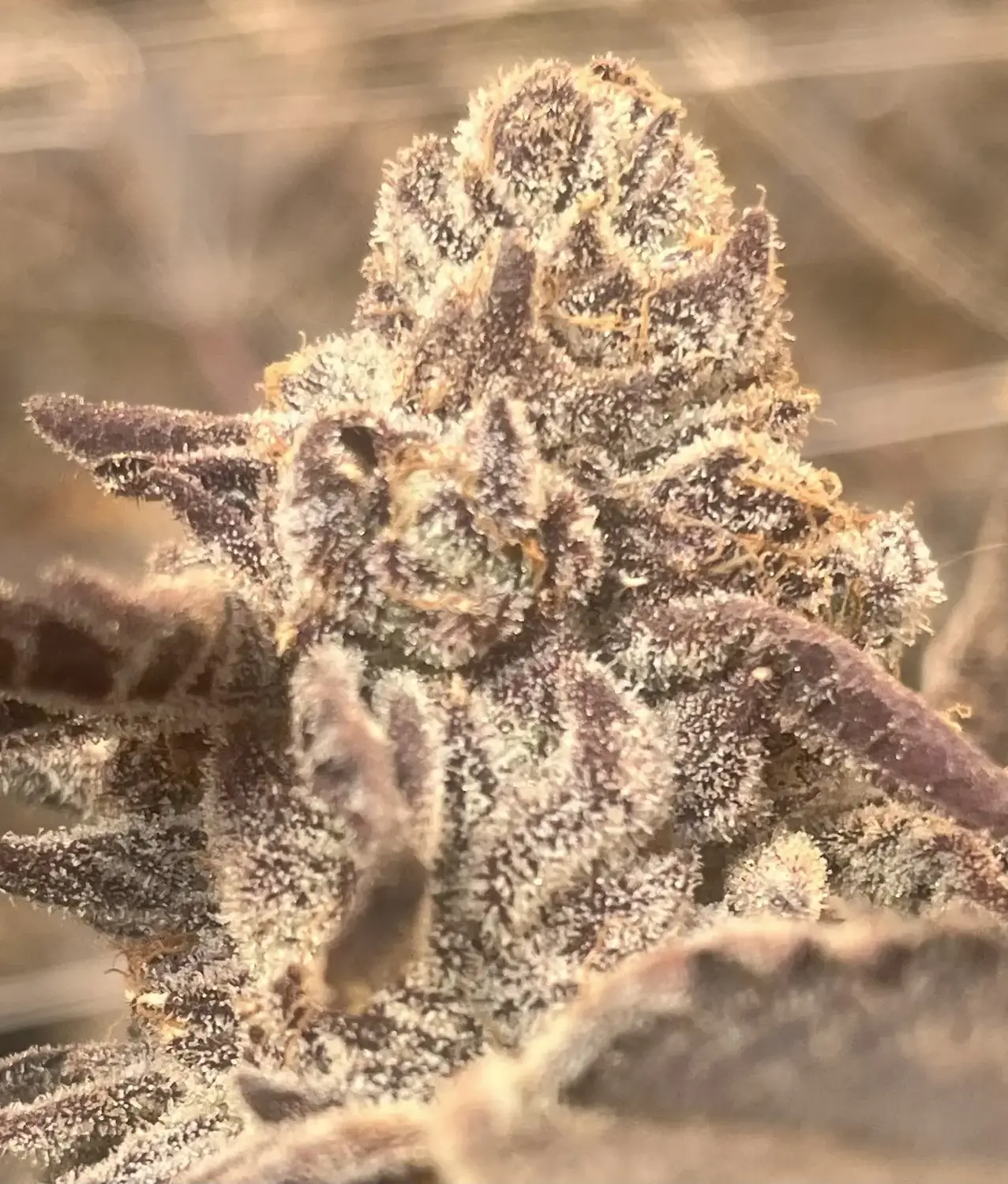 CWNF Buds 14