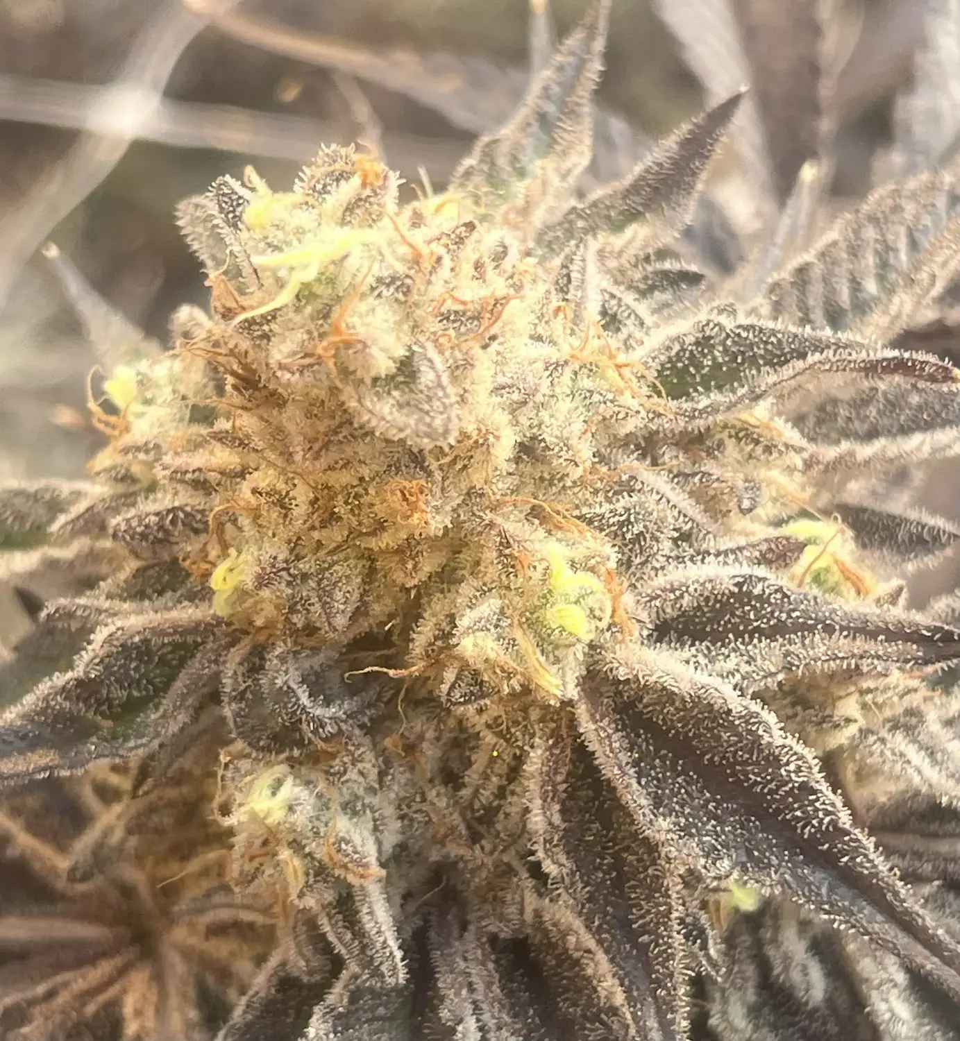 CWNF Buds 15