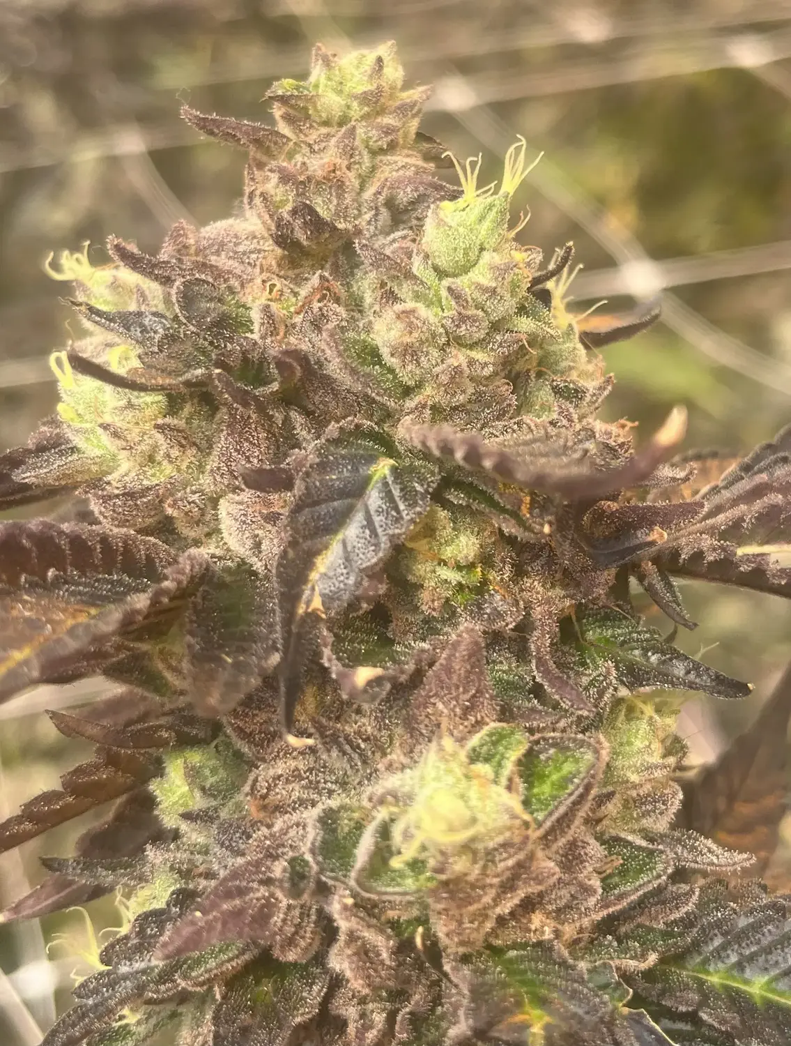 CWNF Buds 16