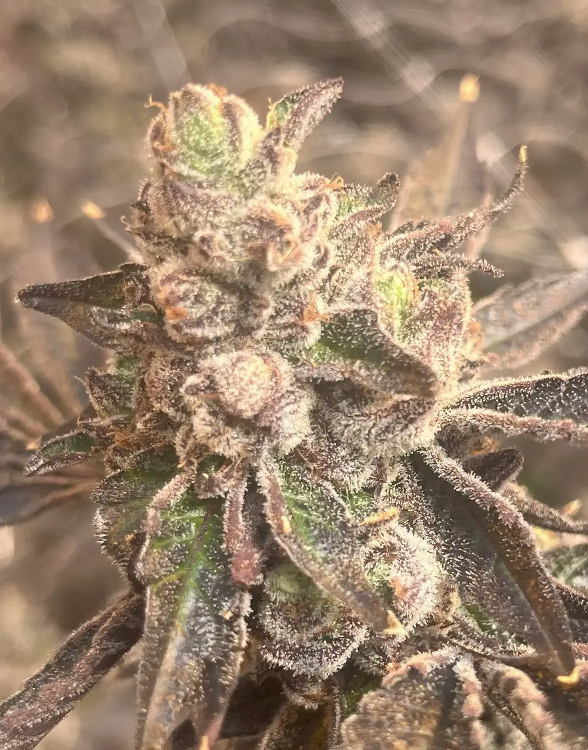 CWNF Buds 17