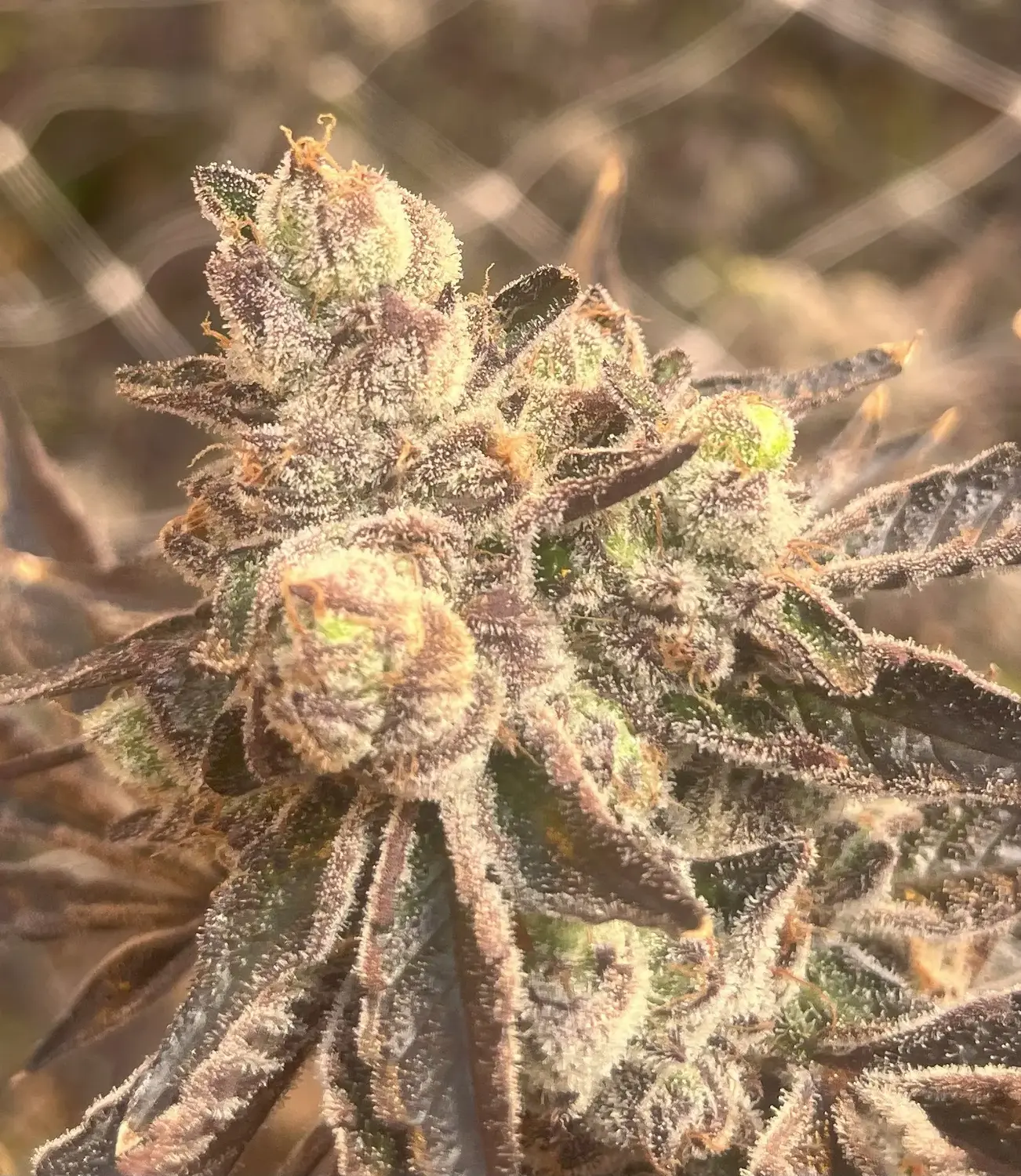 CWNF Buds 18