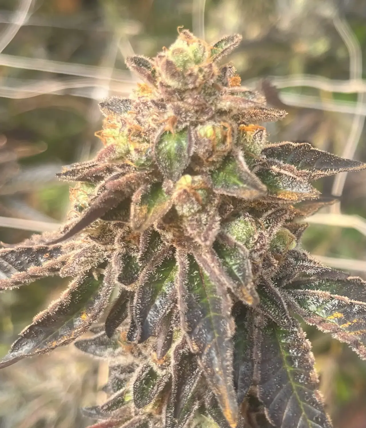 CWNF Buds 19