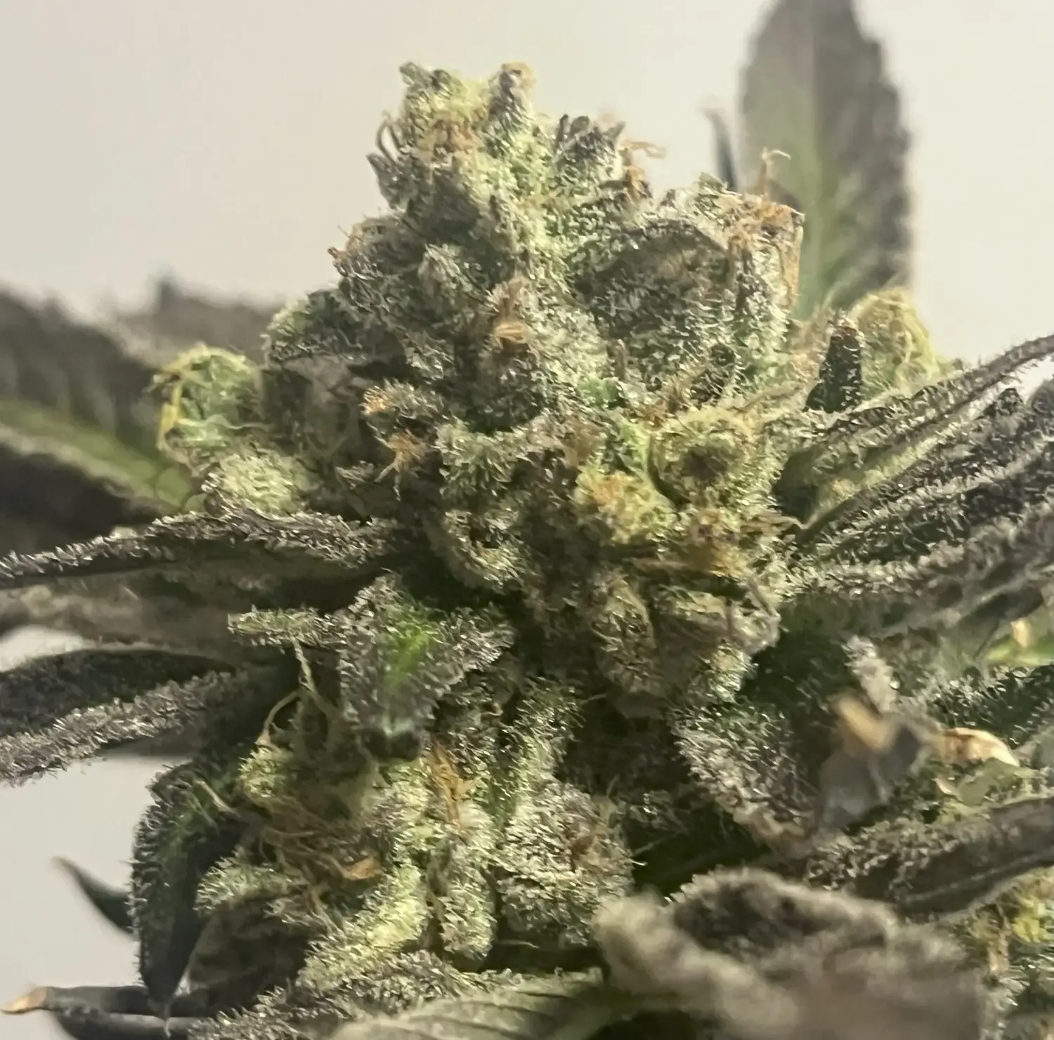 CWNF Buds 2