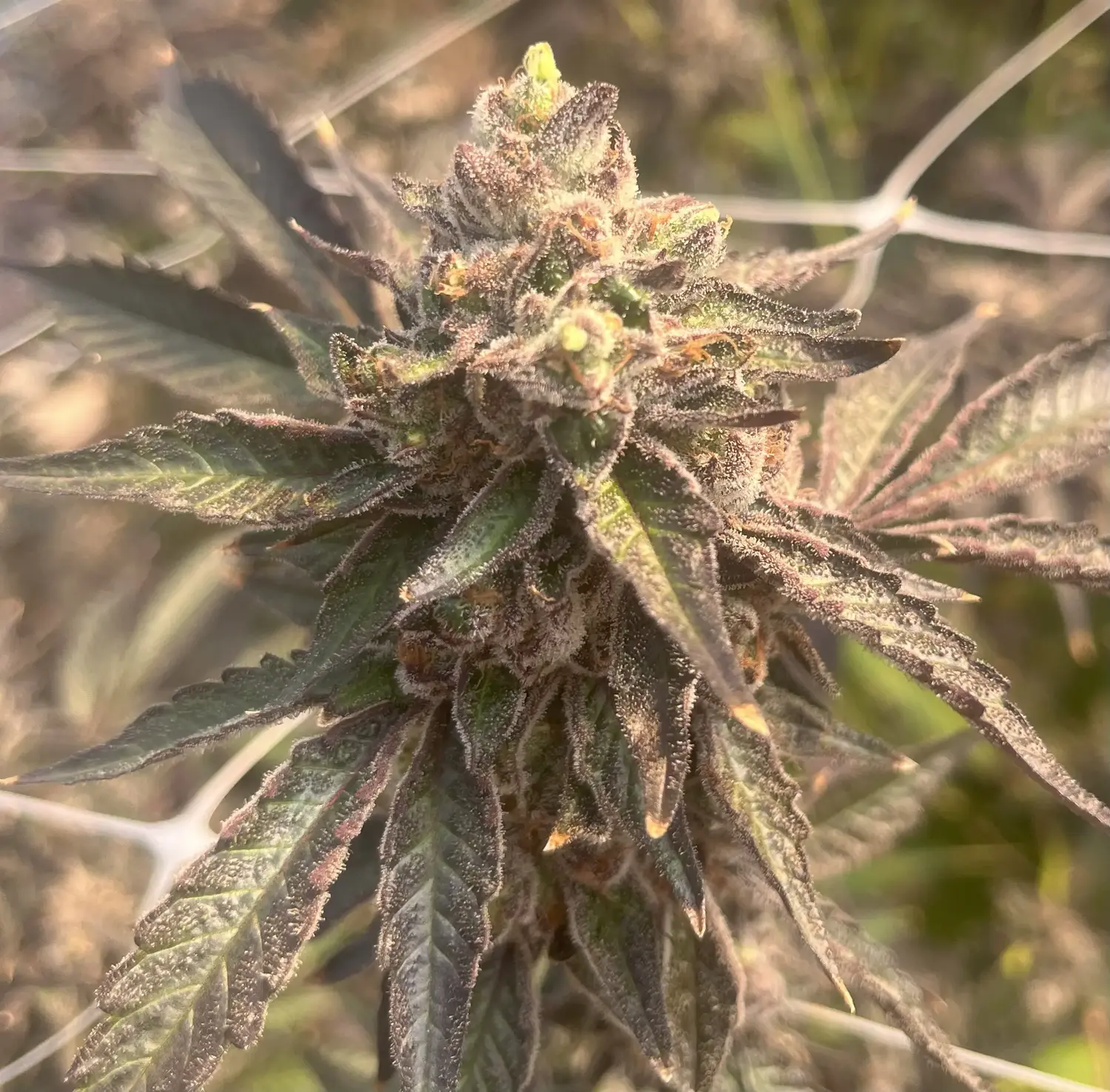 CWNF Buds 20