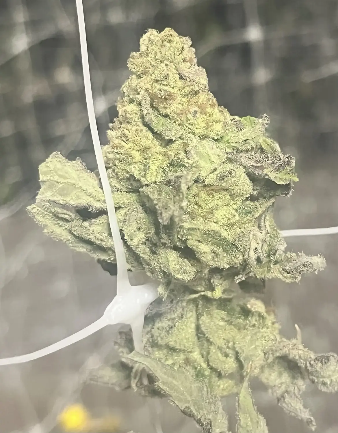 CWNF Buds 21