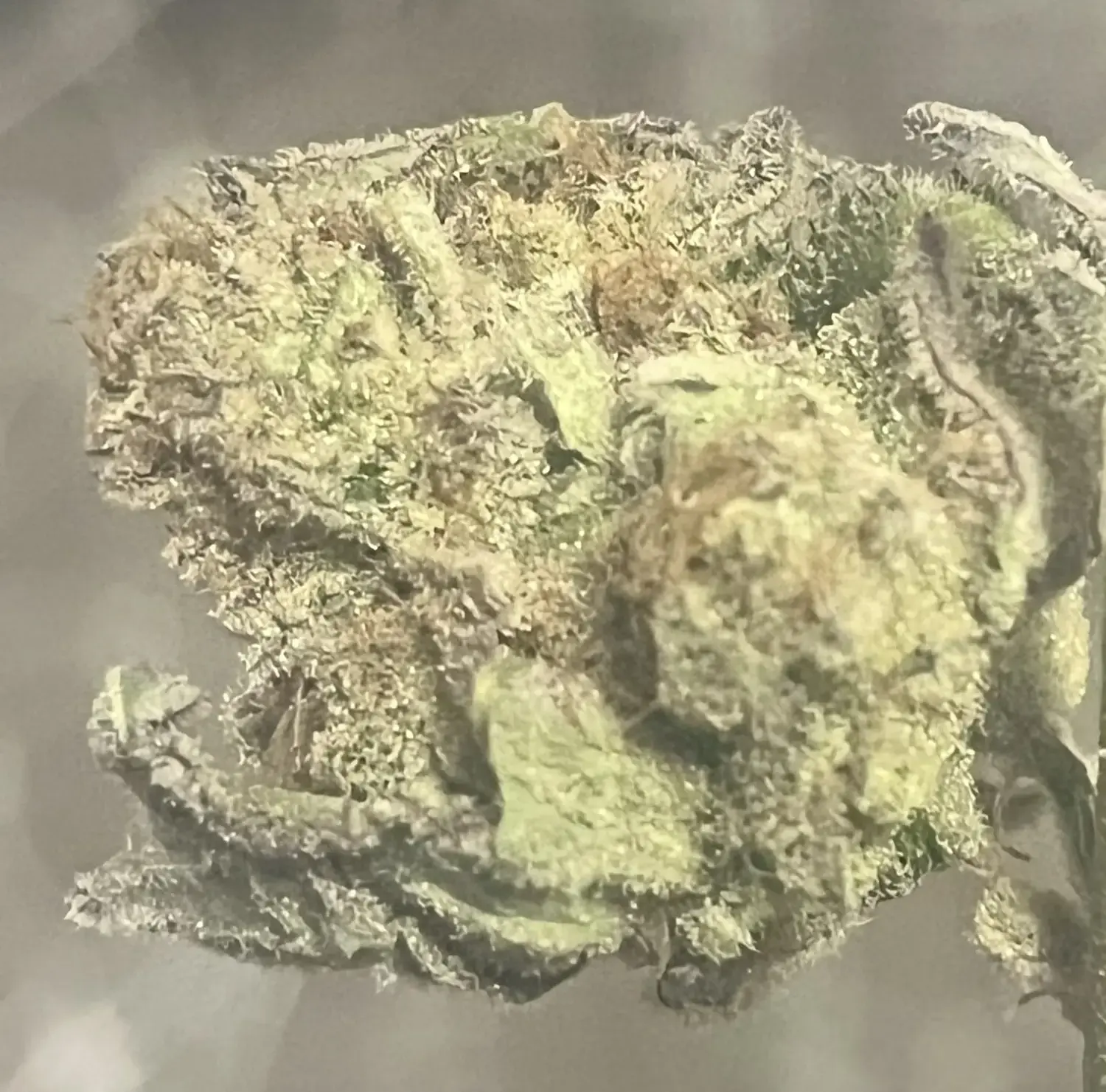 CWNF Buds 22
