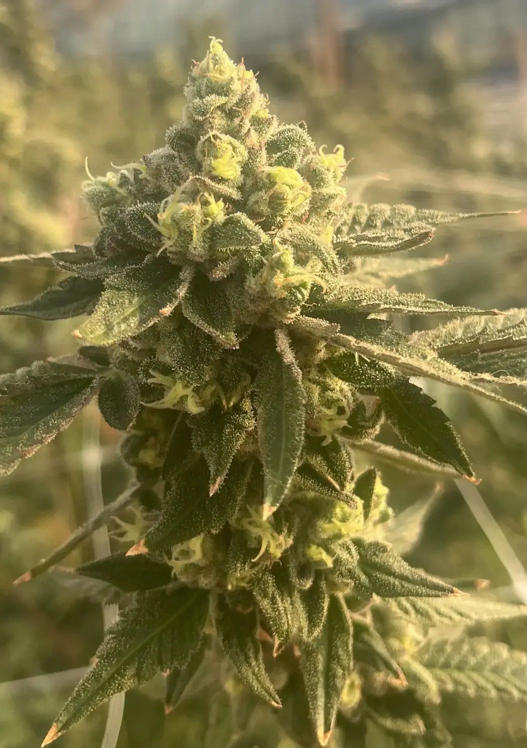 CWNF Buds 23