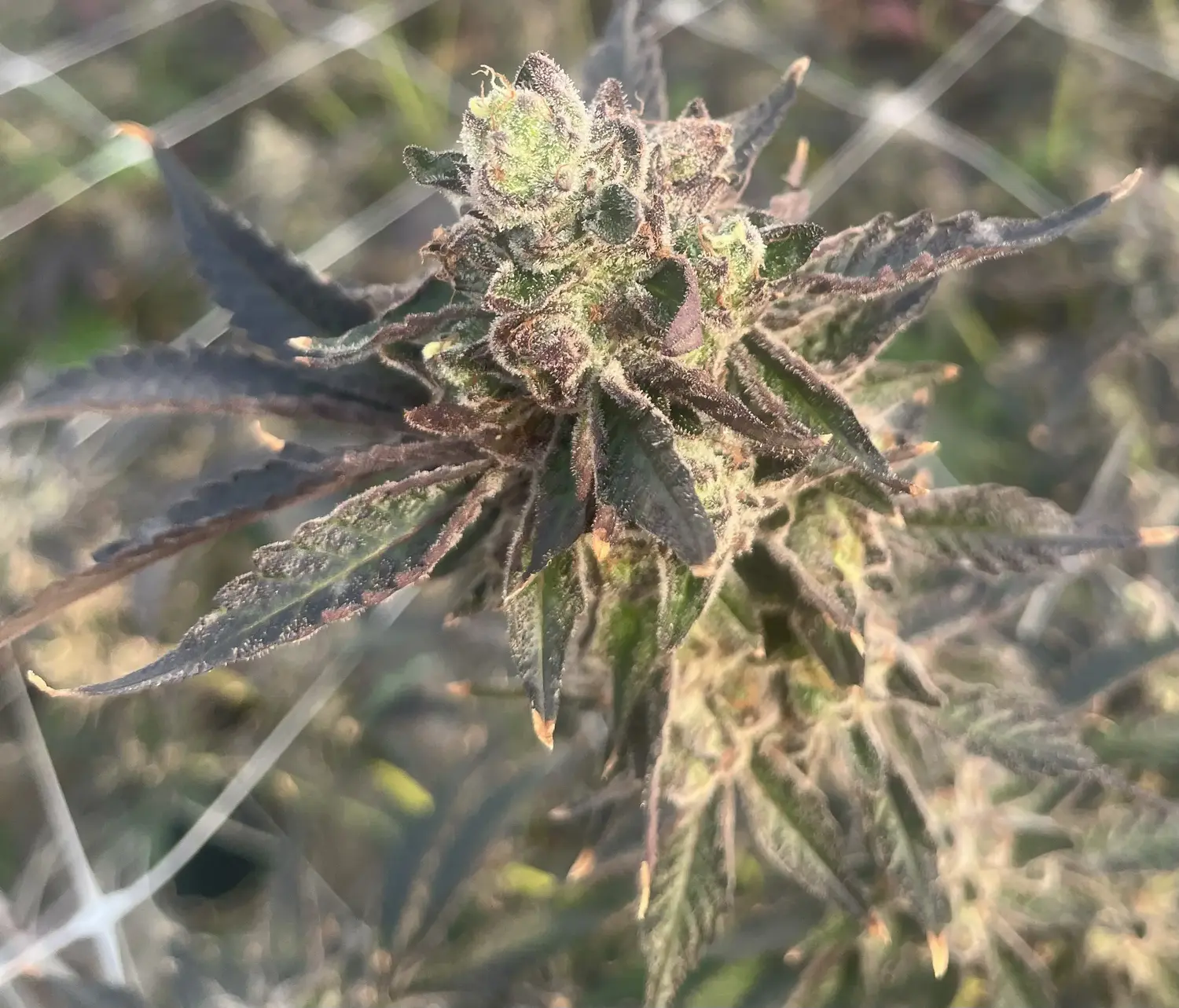 CWNF Buds 24