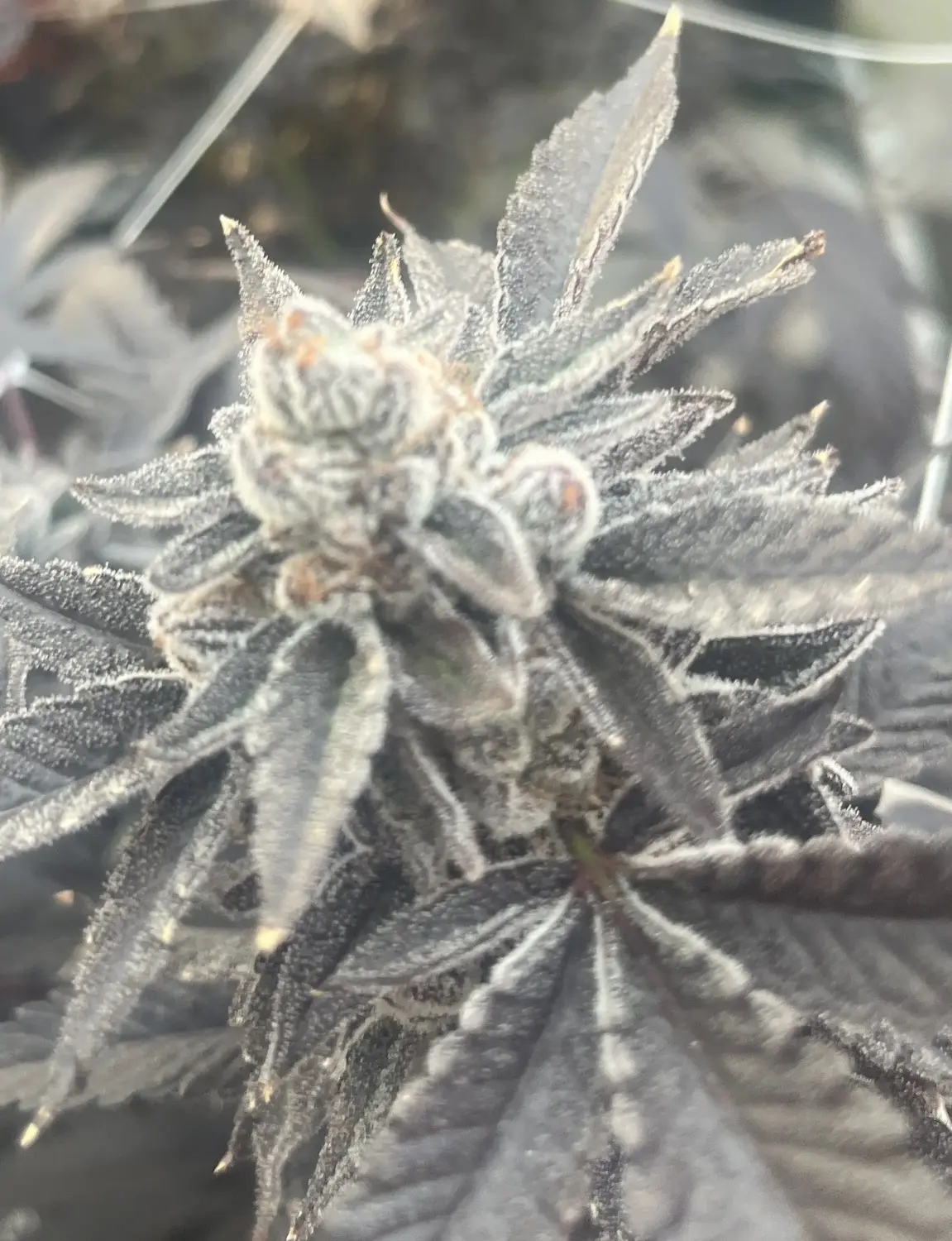CWNF Buds 25
