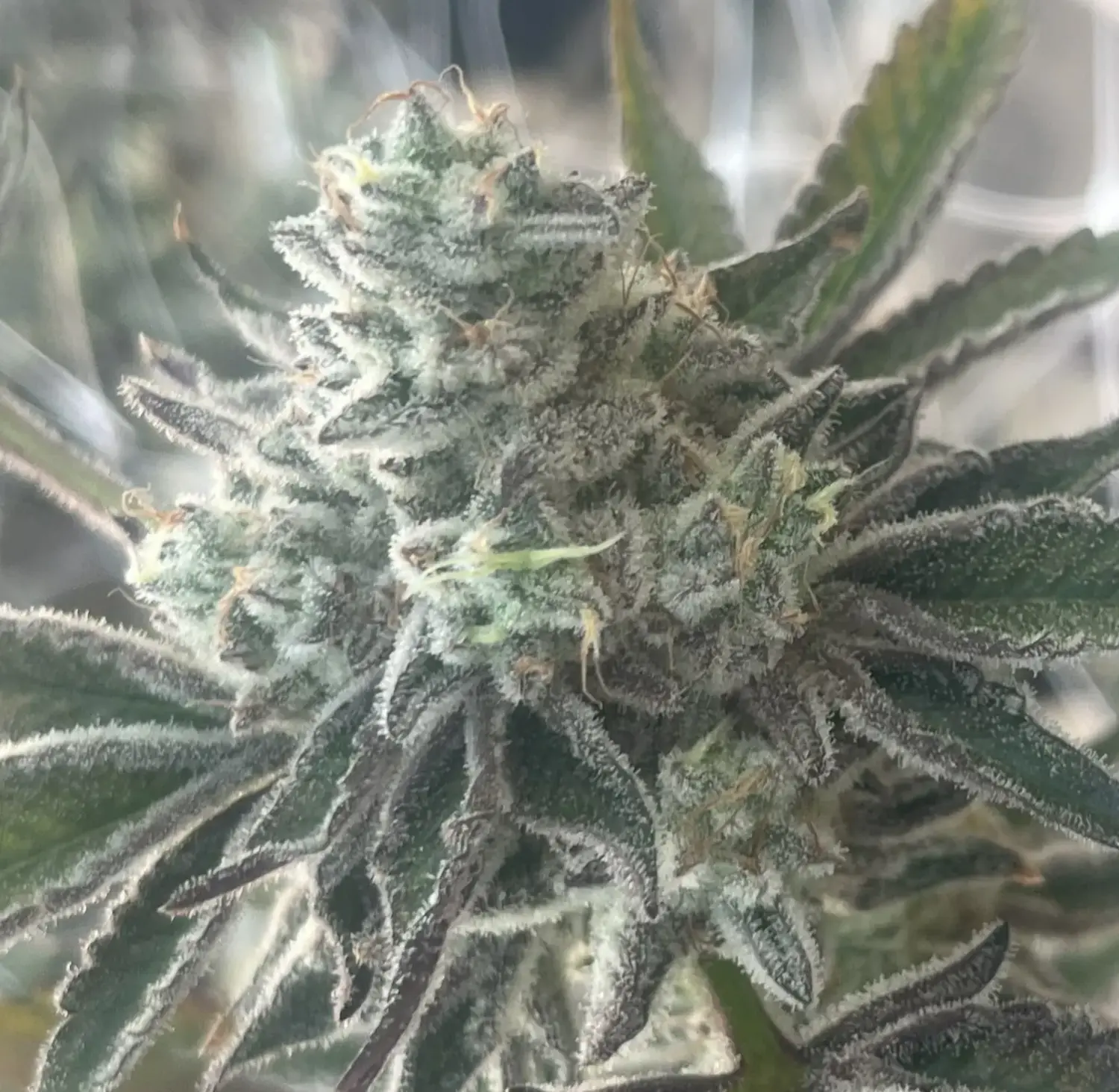 CWNF Buds 26