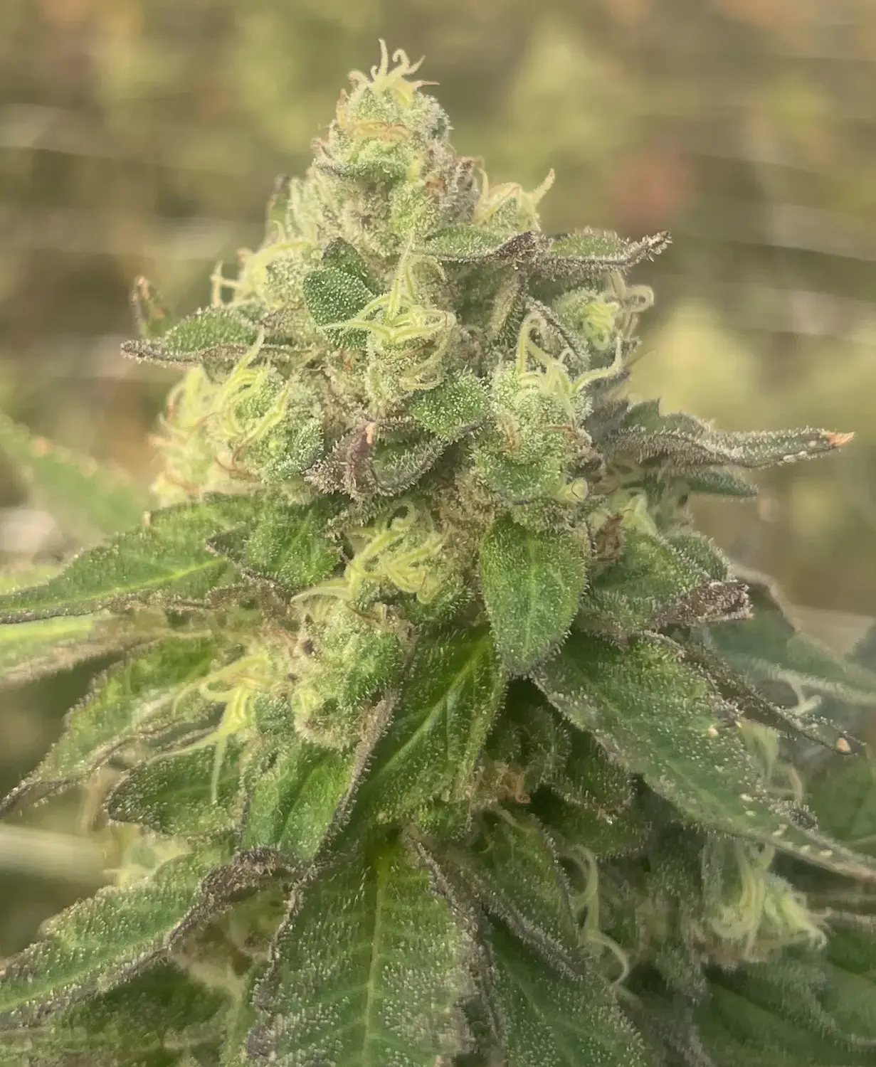 CWNF Buds 27