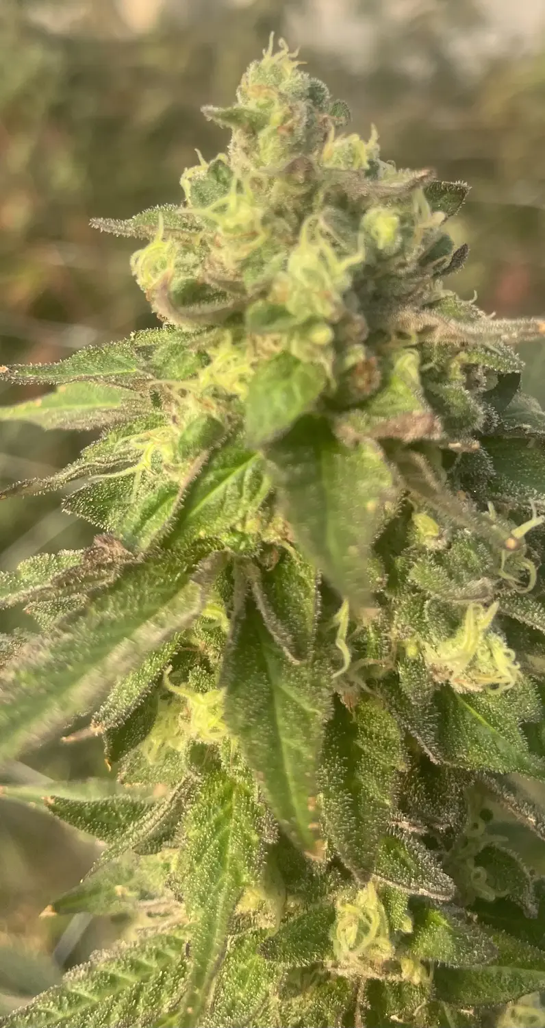 CWNF Buds 28