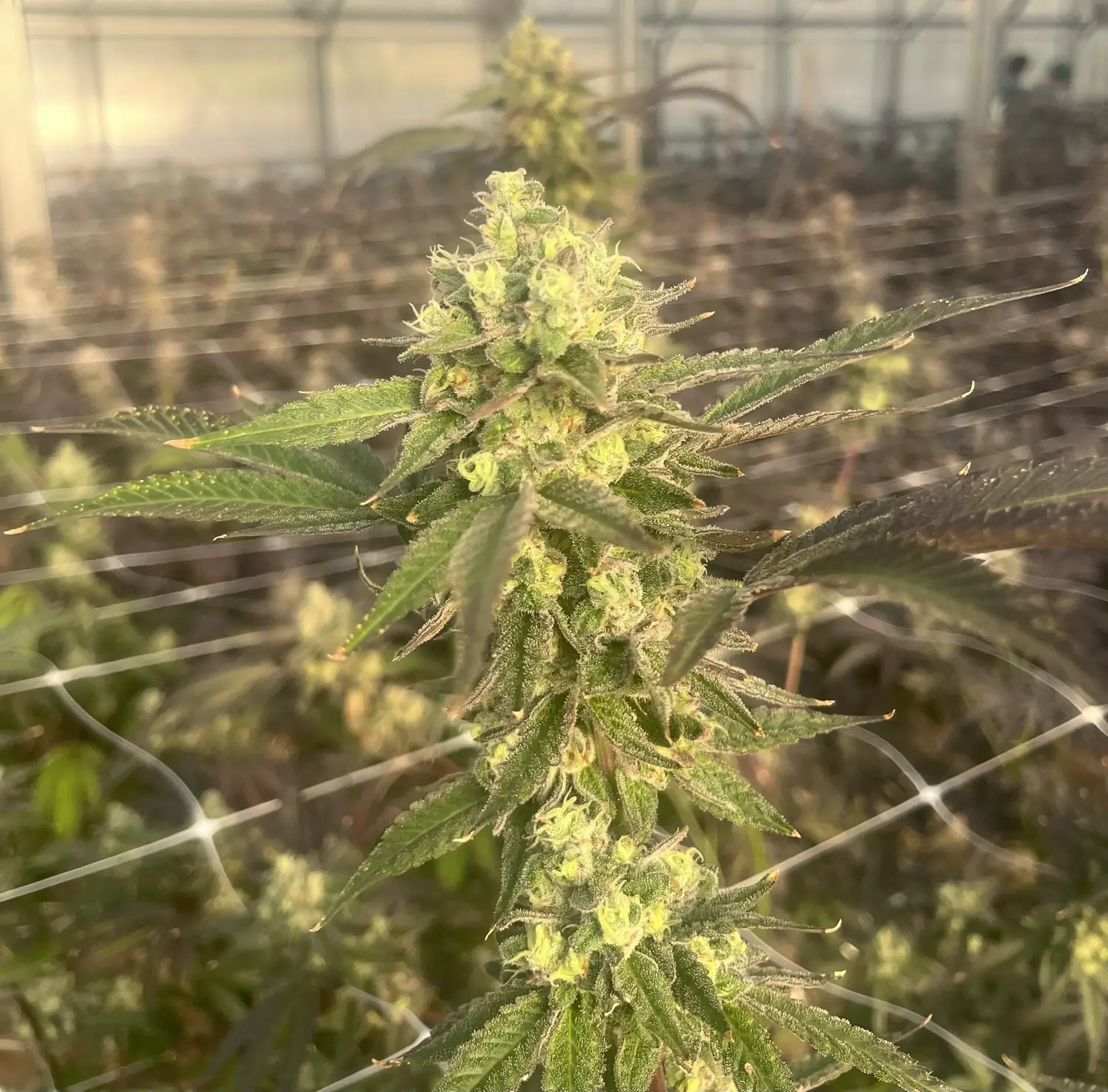CWNF Buds 29
