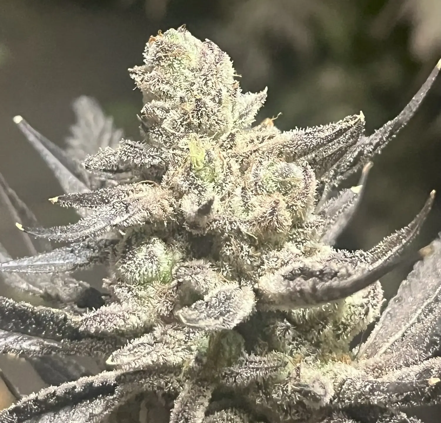 CWNF Buds 3