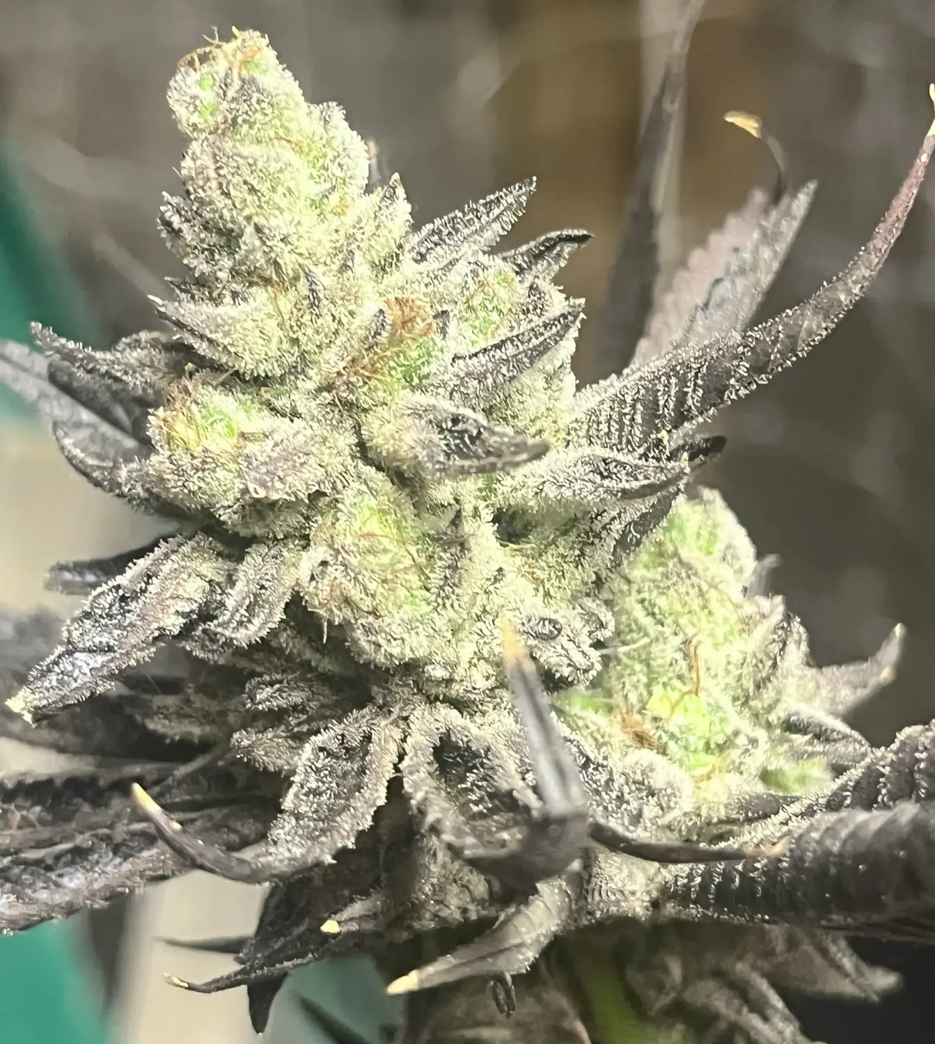 CWNF Buds 4
