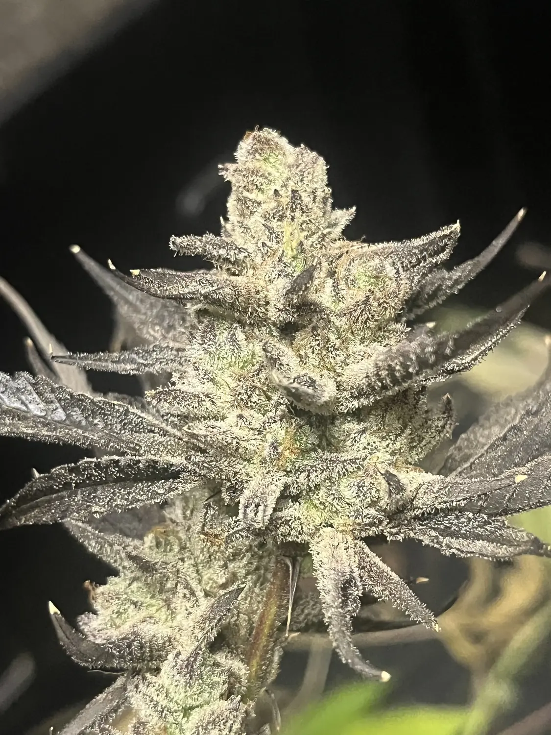 CWNF Buds 5