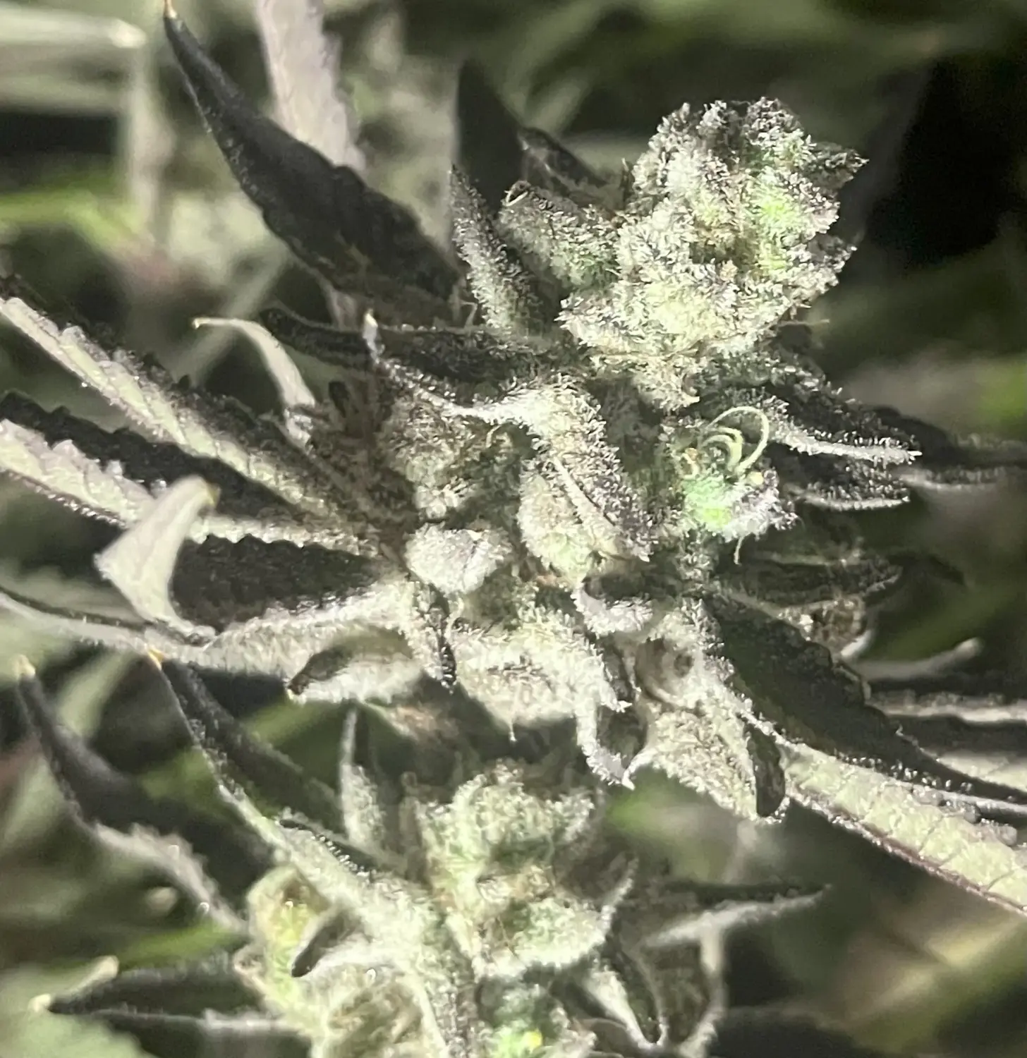 CWNF Buds 6