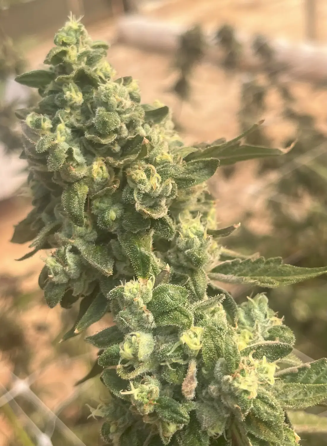 CWNF Buds 7