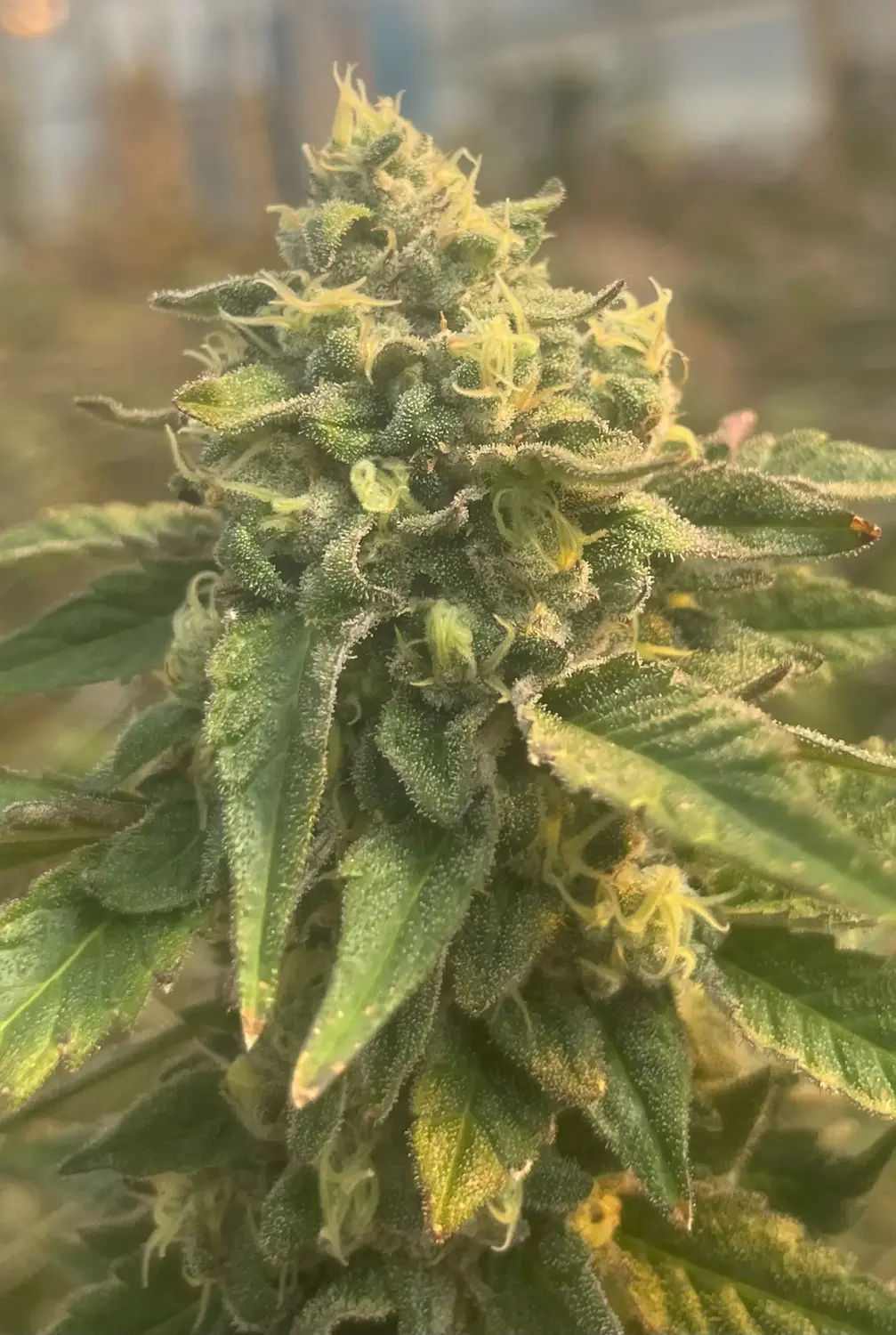 CWNF Buds 8