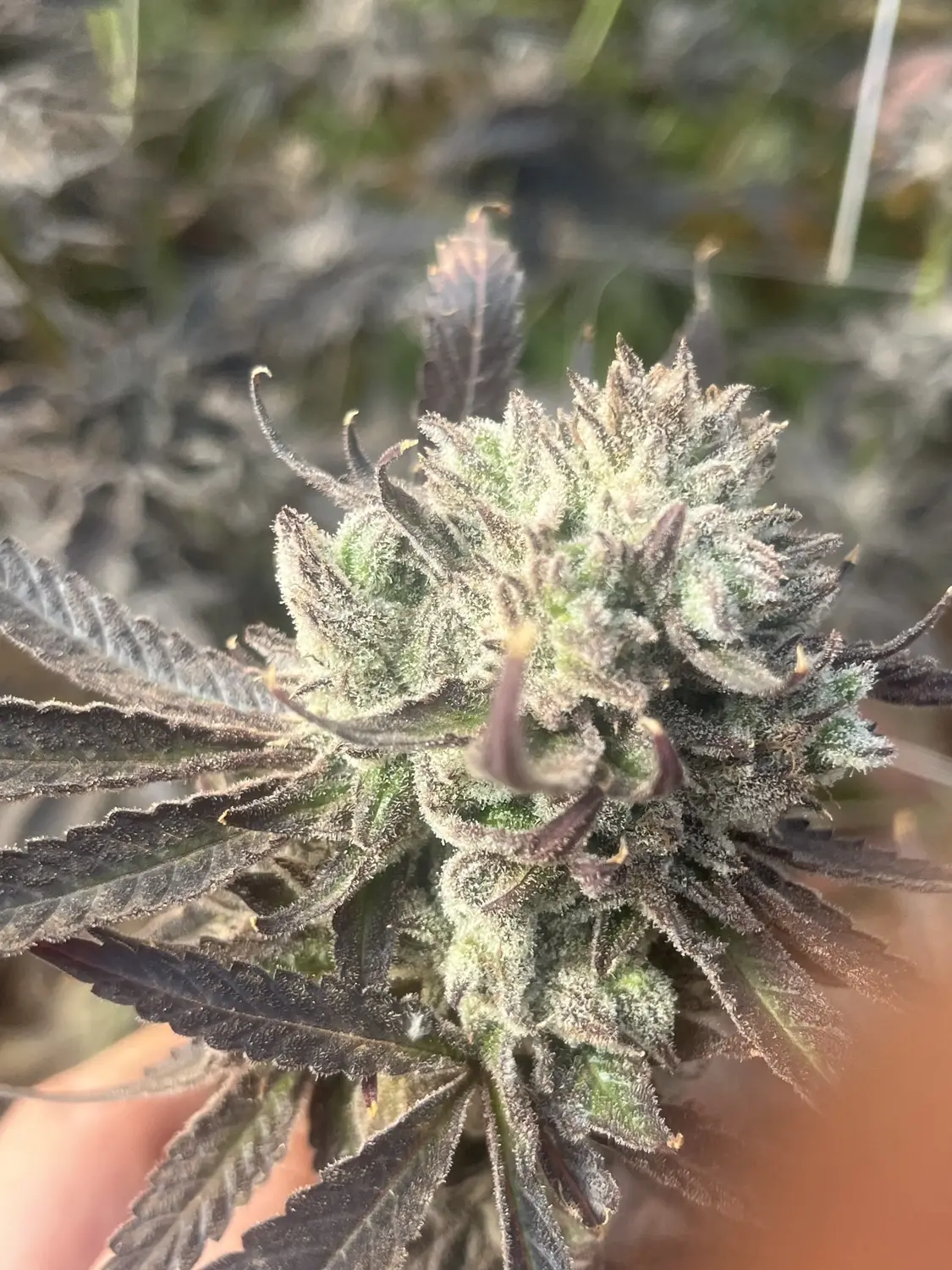 CWNF Buds 9